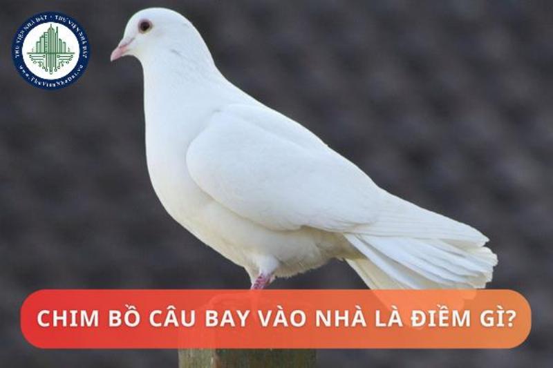 Chim bồ câu đậu trong nhà mang đến bình an