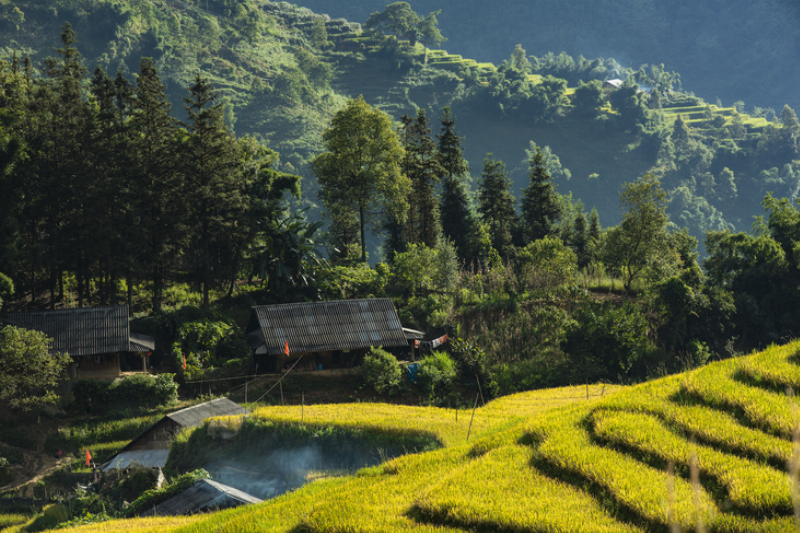 Ruộng bậc thang Sapa mùa lúa chín