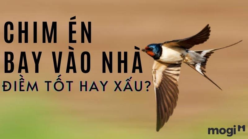 Chim Én Bay Vào Nhà - Điềm Lành Hay Dữ?