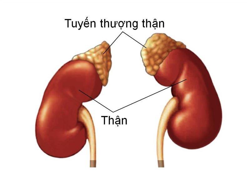 Vị trí xăm thượng thượng