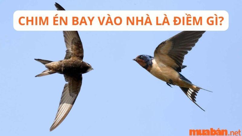 Chim én bay vào nhà: Điềm báo may mắn?