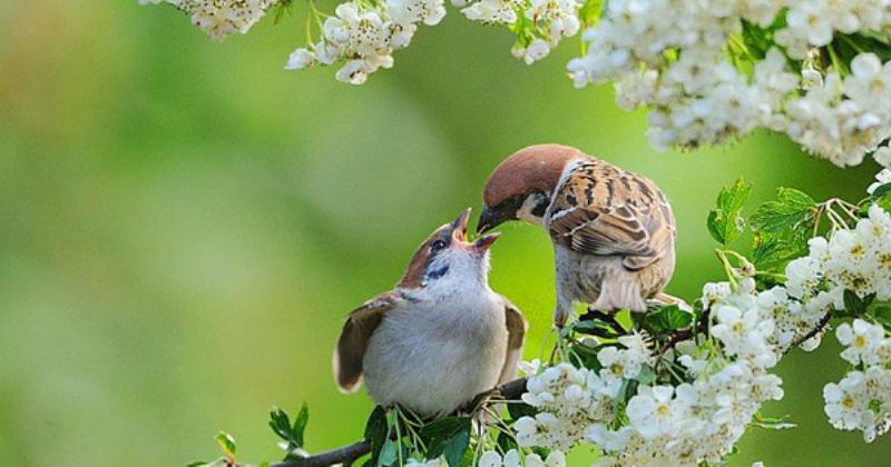 Chim sẻ bay vào nhà: Tin vui gõ cửa?