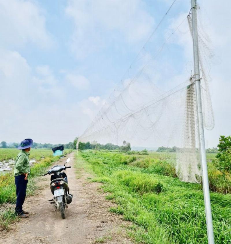 Chim Tìm Thức Ăn Gần Nhà