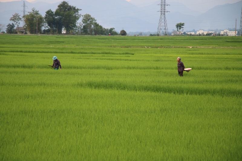 Cánh đồng gạo xanh ở Ninh