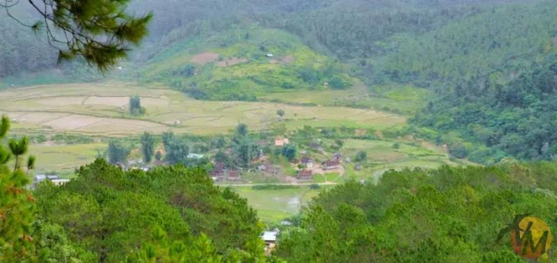 Đường đi xuyên rừng thông tại khu du lịch Măng Đen
